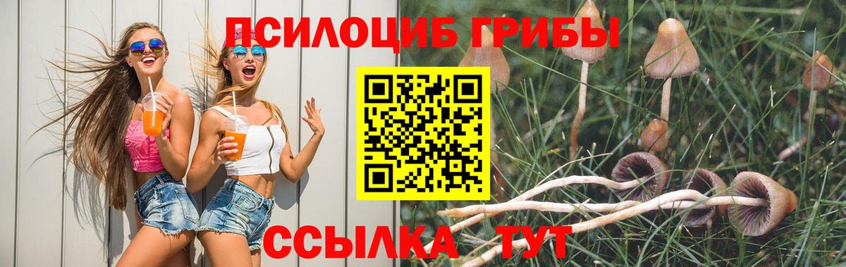 Псилоцибиновые грибы Psilocybe Нижнеудинск